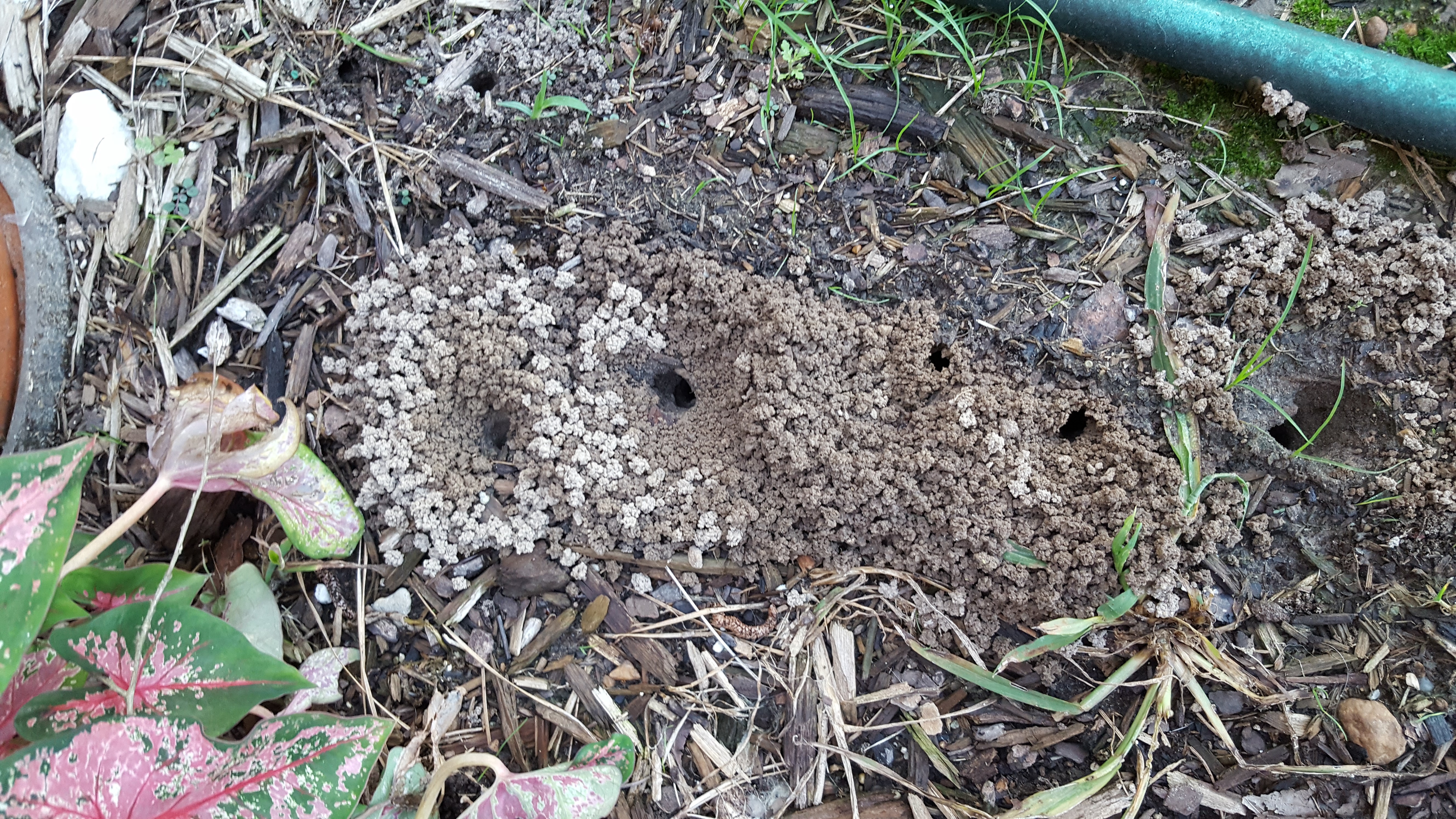 Town ant photojpg